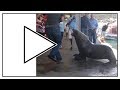 НЕ ЗЛИ МОРСКОГО ЛЬВА!! Морской лев атакует 😀 Sea lion attacking