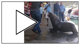 НЕ ЗЛИ МОРСКОГО ЛЬВА!! Морской лев атакует 😀 Sea lion attacking