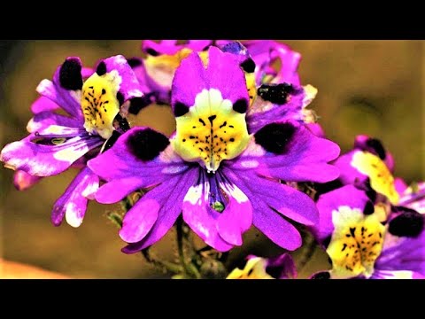 Video: Schizanthus Care: Wie man die Orchideen des armen Mannes züchtet