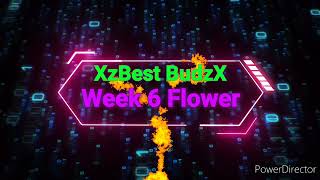 Beautiful Flowers with beautiful colors, 4 different Strains.
