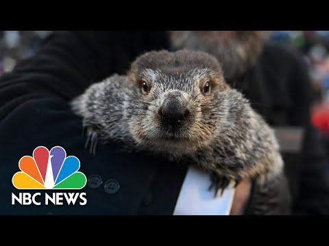 Punxsutawney phil predicts six more weeks of winter for 2023