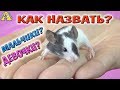 КАК НАЗВАТЬ МЫШАТ LOL pets? / КАК ОПРЕДЕЛИТЬ ПОЛ Японских мышат ЛОЛ? / Алиса Изи