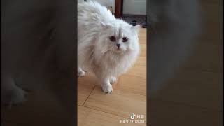 Angry Cats Compilation