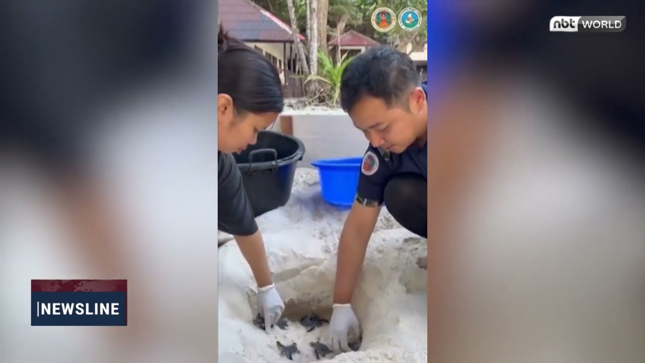 Mu Ko Similan Welcomes 51 Green Sea Turtle Hatchlings