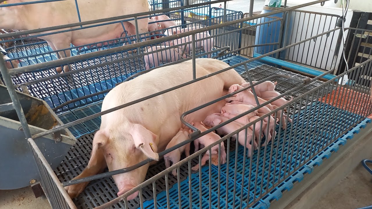 FUI CONHECER UMA CRIAÇÃO DE SUINOS EM CATURITE-PB A ESTRUTURA CHAMA A ATENÇÃO 