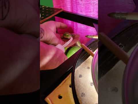 Green tree python drinks a bottle from my hand