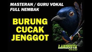 MASTERAN / GURU VOKAL SUARA BURUNG CUCAK JENGGOT