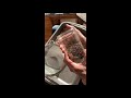 How to clean and save Persicaria tinctoria (indigo) seeds