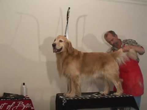 How to Groom a Golden Retriever for a Healthy and Happy Pet