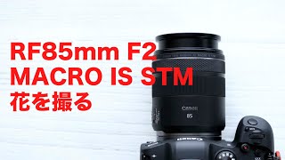Canon RF85mm F2.0 MACRO IS STM 保証期間内 Canon RF85mm F2 MACRO IS STM｜新品通販フジヤカメラ