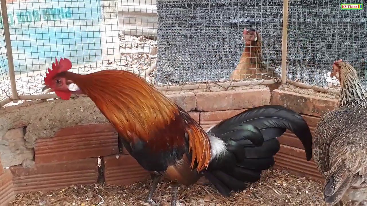 Gà rừng rặc thuần hóa đẹp gáy hay chọn lọc 2020-Top 7|Gà Rừng Miền Núi