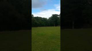 Border Collie vs Lurcher pup speed test