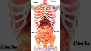 Internal organs|| आंतरिक भाग||surajactor shorts pregnancytest viral@khangsresearchcentre1685