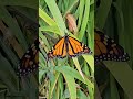 #butterfly #butterflies #monarchbutterfly #creation #whanganui #newzealand #highlights #fyp #views