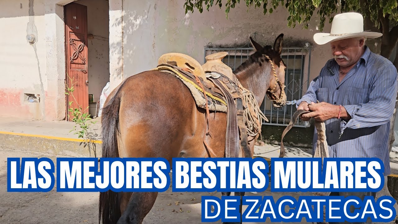 Las MEJORES BESTIAS MULARES de ZACATECAS | FUERZA, RESISTENCIA y TRABAJO | RancheandoAndo