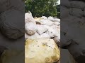             چکے دل میری گوریا چلی