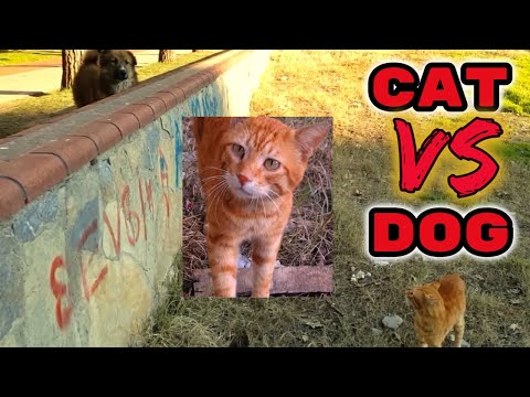 Cat vs Dog Fight │The Cat Runs From The Dog
