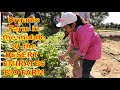 Field Trip At EMIRATES BIO FARM A Day In The LIFE Of OFW HOMESCHOOLERS AL AIN ABU DHABI UAE Field Trip At EMIRATES BIO FARM A Day In The LIFE Of OFW HOMESCHOOLERS AL AIN ABU DHABI UAE