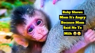 Baby Monkey Shows Mom Its Angry Because Mom Said No To Milk