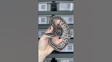 VPI Axanthic Pastel Black Pastel het Piebald #ballpythonmorph #axanthic #ballpython #snake