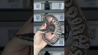 VPI Axanthic Pastel Black Pastel het Piebald #ballpythonmorph #axanthic #ballpython #snake