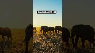 big elephant 🐘 👀 animal 🥵 !!#animals #elephant #tiger #lion