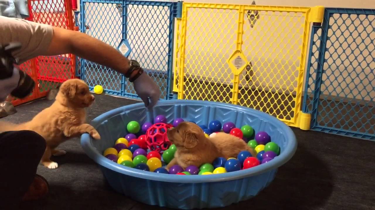 Puppy pool filled with balls 2 YouTube