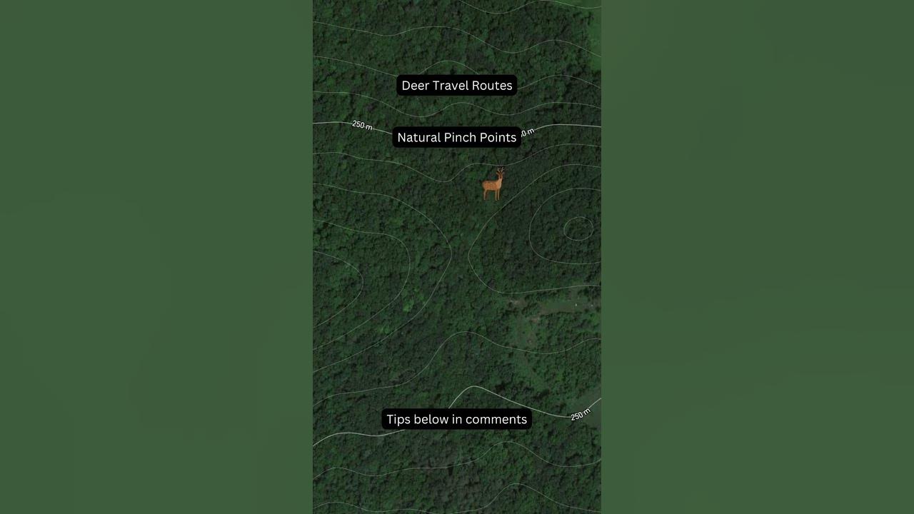 Deer Hunting Natural Pinch Points hunting deer bucks shorts deer-hunting-natural-pinch-points-hunting-deer-bucks-shorts