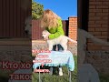 #щенок #золотистыйретривер #голденретривер #домсемья