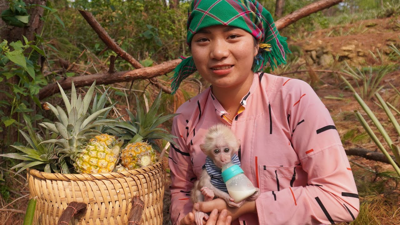 Harvest pineapples to sell at the market | Liu Thi Men - YouTube