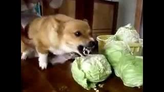 Anjing yang sangat marah memakan kubis))