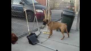 Boxer Angels Rescue Primo is looking for a foster and forever home