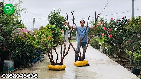 Phôi sim rừng dáng đẹp rễ tơ nhiều. Mời các bác cùng ngắm