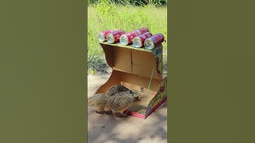Simple Quail Trap With Cardboard Box and Cans #shortsviral #shorts #birdtrap #quail