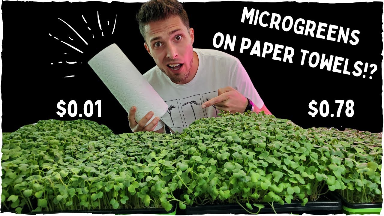 Growing Microgreens On Paper Towels!? - Coco Coir Vs Paper Towel