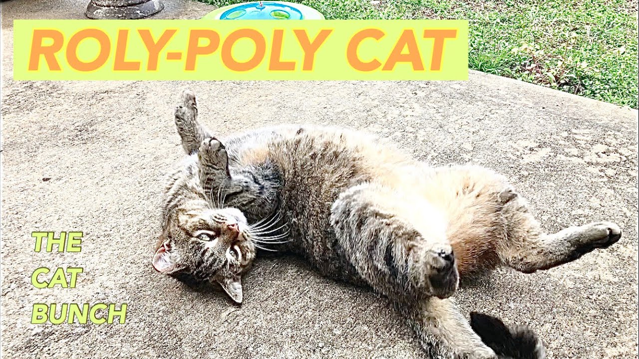 MY TRAINED ROLYPOLY CAT 🐈 YouTube