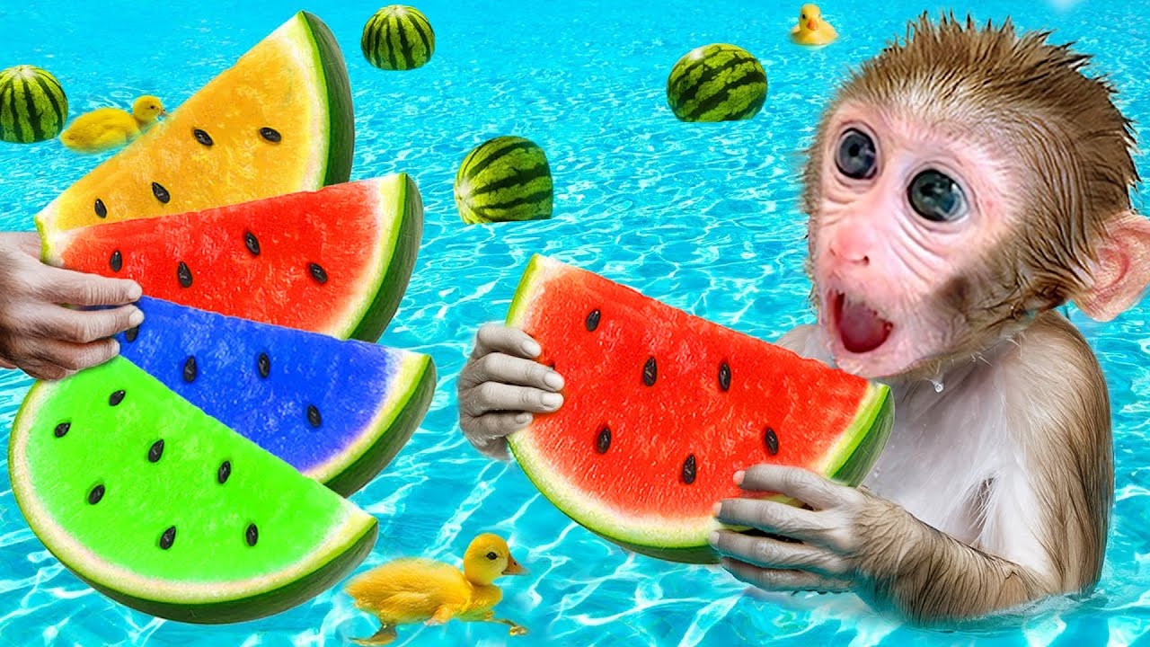 赤ちゃん猿「ゴゴ」 は公園で子犬と遊んで、おいしいスイカを食べます