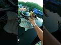 QUASE QUE PERDI. #shorts #pescanaativa #pesca #art  #estilingue #slingshot #ai #viral #video #brasil
