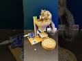 Automatic Animal Feeder Machine Using Arduino Uno | Squirrel Takes Chickpeas 🐿️ | DIY Tech Project🔥
