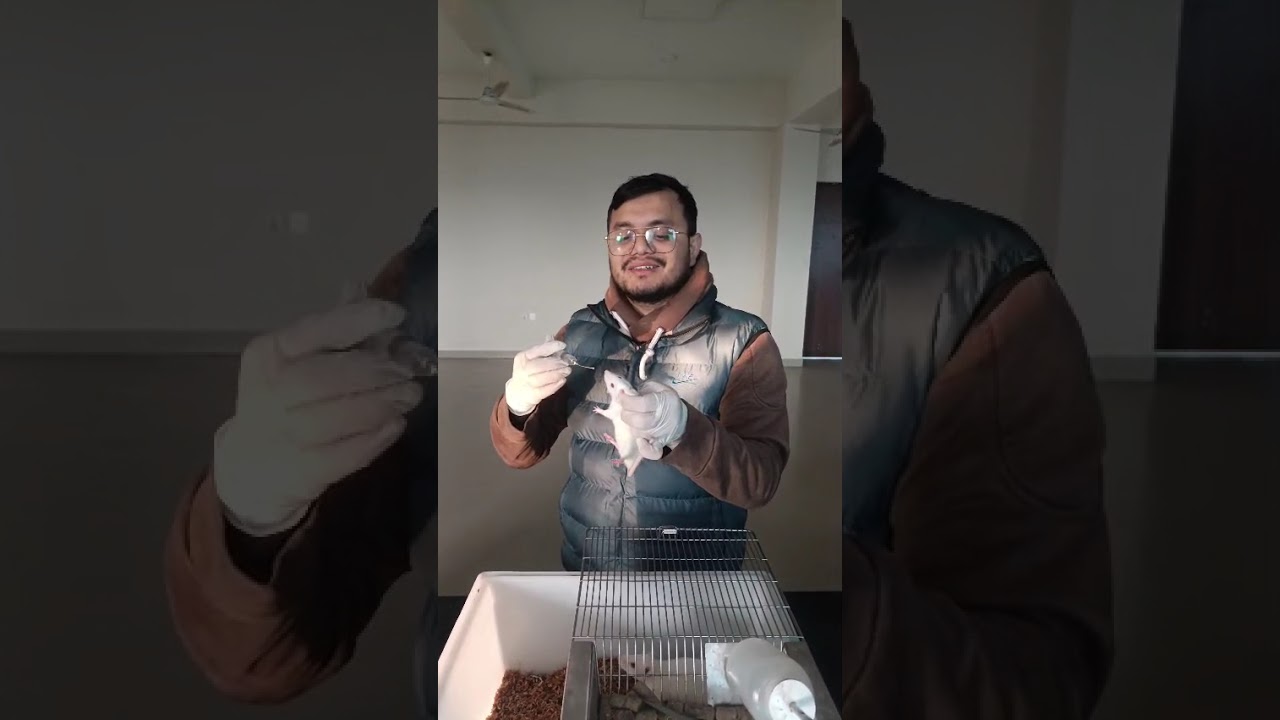 Oral Dosing Training for rat in MTU Nepal