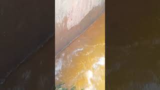 Alot of fish in the river#fish #shorts