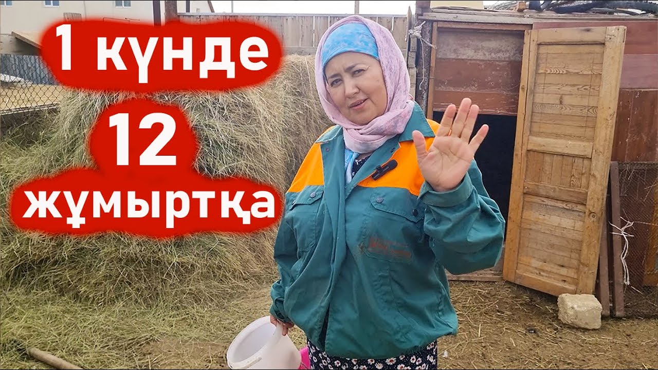 Мәссаған 1 күнде 17 тауықтан 12 жұмыртқа. Тауық жұмыртқа көп бере бастады