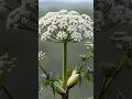 plants that can make you blind or paralyzed #plants #viral #viralvideo #didyouknow #shorts