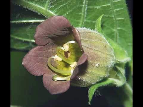 Vídeo: On creix l'atropa belladona?