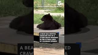 Bear spotted in Colorado Springs Thursday, reminder to be 'bear aware'