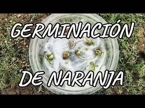 Video: ¿Deben tener semillas las naranjas?