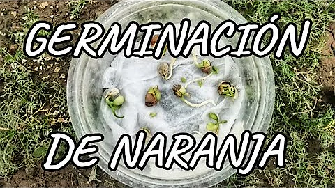 ¿Cuánto tiempo tarda en crecer una semilla de naranja?