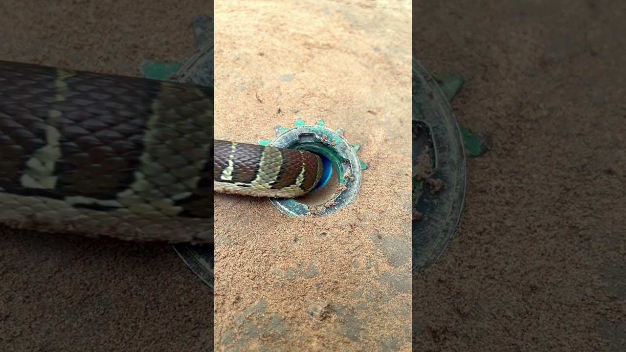 Top3 _Snake antics that’ll make your day! 😂🐍 