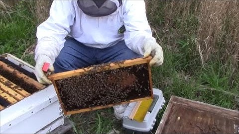 Sugar roll varroa mite bee test!
