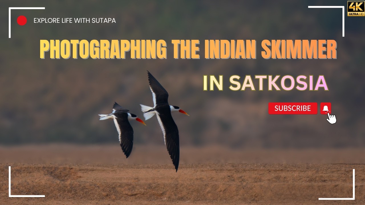 Фотографирование индийской крачки в Саткосии | Фотография дикой природы